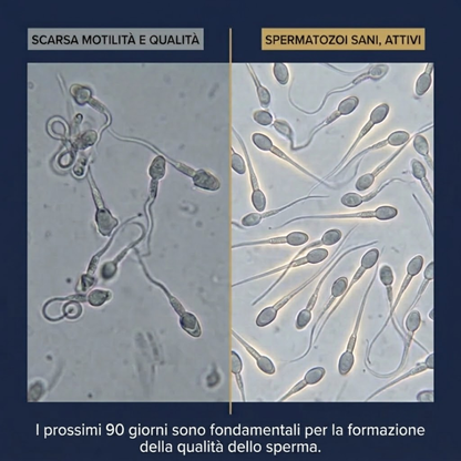 Concevia: La Formula per Trasformare la Qualità dei Tuoi Spermatozoi