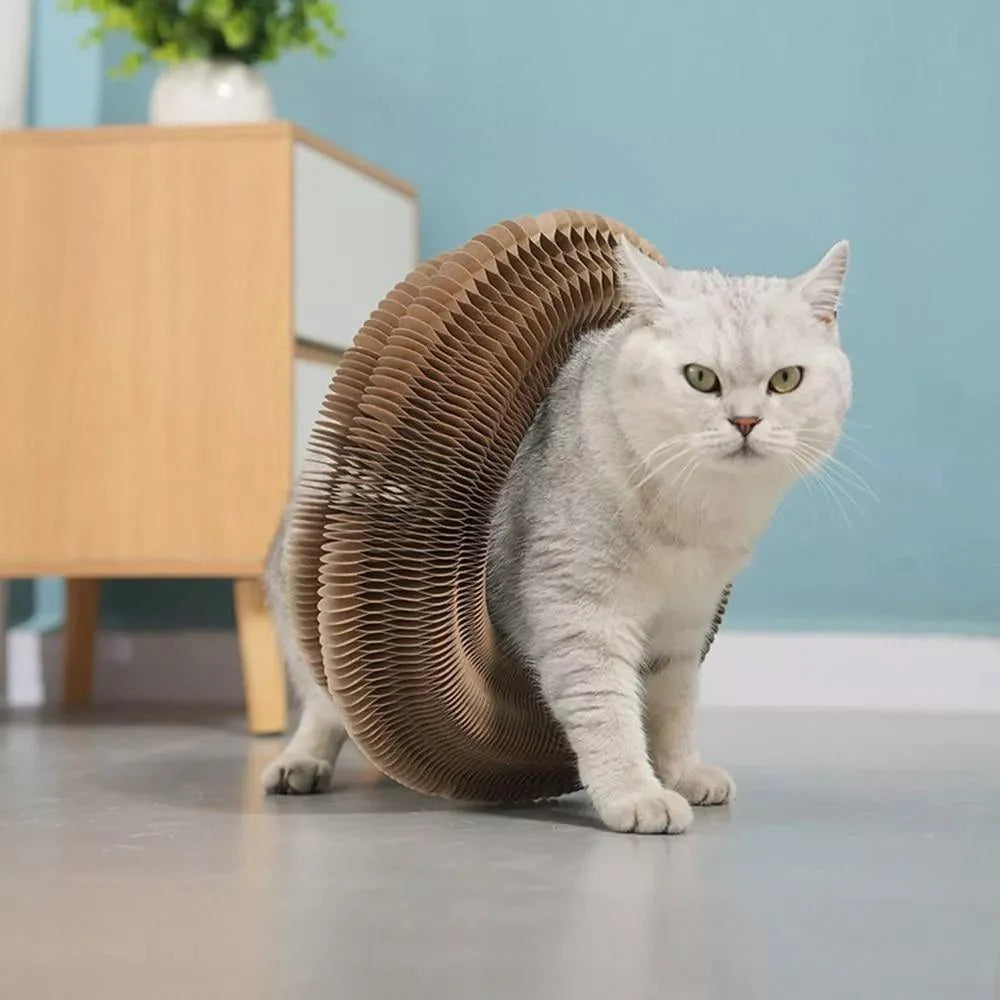 Kitty Kurlz
