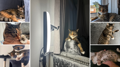 The Ultimate Cat Diet Guide